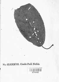 Thekopsora areolata image